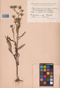 Picris japonica subsp. japonica, Сибирь, Дальний Восток (S6) (Россия)