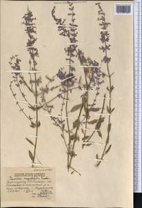 Salvia karelinii J.B.Walker, Средняя Азия и Казахстан, Западный Тянь-Шань и Каратау (M3) (Киргизия)