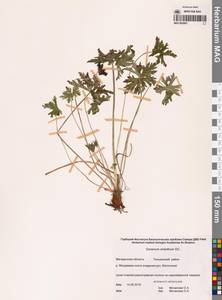 Герань волосистоцветковая DC., Сибирь, Чукотка и Камчатка (S7) (Россия)