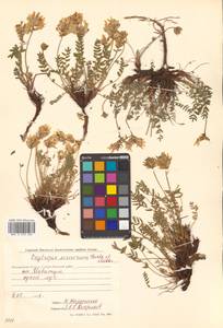 Остролодочник Майделя Trautv., Сибирь, Чукотка и Камчатка (S7) (Россия)