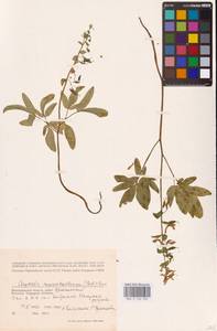 Хохлатка полая (L.) Schweigg. & Körte, Восточная Европа, Нижневолжский район (E9) (Россия)