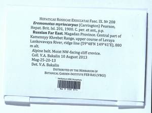 Eremonotus myriocarpus (Carrington) Lindb. & Kaal., Гербарий мохообразных, Мхи - Чукотка и Камчатка (B21) (Россия)