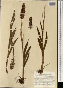 Кокушник длиннорогий (L.) R.Br., Монголия (MONG) (Монголия)