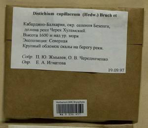 Distichium capillaceum (Hedw.) Bruch & Schimp., Гербарий мохообразных, Мхи - Северный Кавказ и Предкавказье (B12) (Россия)