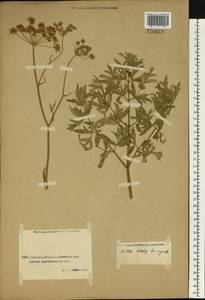 Apiaceae, Средняя Азия и Казахстан, Прикаспийский Устюрт и Северное Приаралье (M8) (Казахстан)