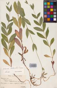 Смолевка обыкновенная, Хлопушка (Moench) Garcke, Восточная Европа, Центральный район (E4) (Россия)