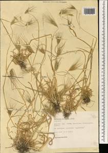 Дазипирум мохнатый (L.) Borbás, Зарубежная Азия (ASIA) (Турция)