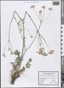 Stenotaenia nudicaulis Boiss., Зарубежная Азия (ASIA) (Иран)