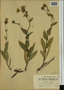 Hieracium valdepilosum subsp. elongatum Willd. ex Zahn, Западная Европа (EUR) (Австрия)