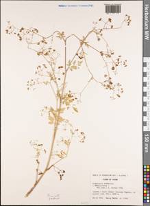 Pimpinella scaberula (Franch.) H. Boissieu, Зарубежная Азия (ASIA) (КНР)