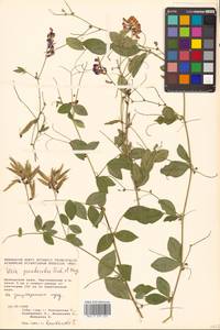 Горошек лжесочевниковый Fisch. & C.A.Mey., Сибирь, Дальний Восток (S6) (Россия)