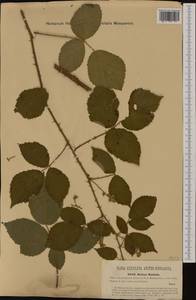 Rubus radula Weihe, Западная Европа (EUR) (Венгрия)
