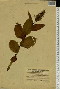 Galearis camtschatica (Cham.) X.H.Jin, Schuit. & W.T.Jin, Сибирь, Дальний Восток (S6) (Россия)