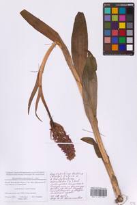 Пальчатокоренник балтийский (Klinge) H.Sund., Восточная Европа, Московская область и Москва (E4a) (Россия)