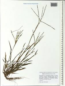 Росичка обыкновенная (Schreb.) Muhl., Восточная Европа, Московская область и Москва (E4a) (Россия)