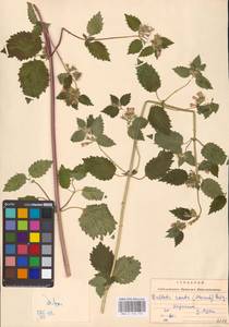 MHA 0 154 721, Белокудренник черный L., Восточная Европа, Южно-Украинский район (E12) (Украина)