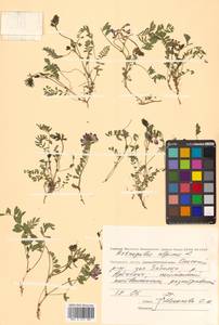 Астрагал альпийский L., Сибирь, Чукотка и Камчатка (S7) (Россия)