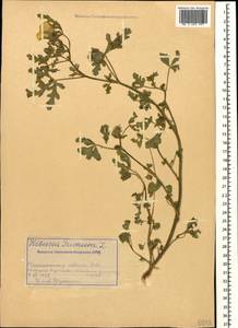 Гибискус тройчатый L., Кавказ, Азербайджан (K6) (Азербайджан)