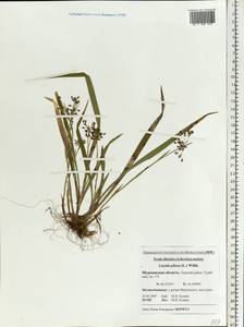 Ожика волосистая (L.) Willd., Восточная Европа, Северный район (E1) (Россия)
