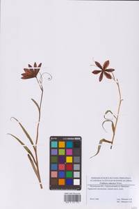 Рябчик русский Wikstr., Восточная Европа, Московская область и Москва (E4a) (Россия)