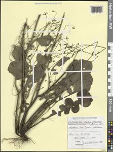 Rhagadiolus stellatus var. edulis (Gaertn.) DC., Кавказ, Черноморское побережье (от Новороссийска до Адлера) (K3) (Россия)