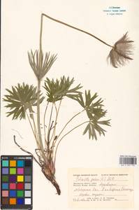 Прострел раскрытый, Сон-трава (L.) Mill., Восточная Европа, Московская область и Москва (E4a) (Россия)