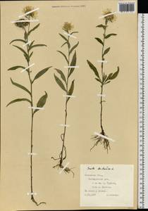 Pentanema britannicum (L.) D. Gut. Larr., Santos-Vicente, Anderb., E. Rico & M. M. Mart. Ort., Восточная Европа, Западно-Украинский район (E13) (Украина)