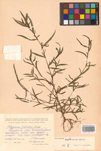 Persicaria erectominor (Makino) Nakai, Сибирь, Дальний Восток (S6) (Россия)