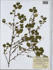Flueggea virosa (Roxb. ex Willd.) Royle, Африка (AFR) (Эфиопия)
