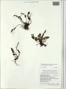 Austroblechnum penna-marina subsp. alpina (R. Br.) comb. ined., Австралия и Океания (AUSTR) (Новая Зеландия)
