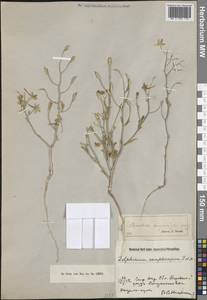 Delphinium camptocarpum Fisch. & C.A.Mey., Средняя Азия и Казахстан, Сырдарьинские пустыни и Кызылкумы (M7) (Казахстан)