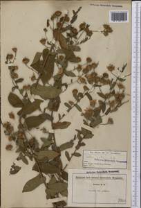 Symphyotrichum patens (Aiton) G. L. Nesom, Америка (AMER) (США)