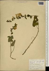 Колокольчик чесночннцелистный Willd., Зарубежная Азия (ASIA) (Турция)