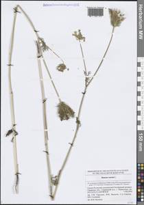 Морковь обыкновенная, Морковь дикая L., Восточная Европа, Средневолжский район (E8) (Россия)