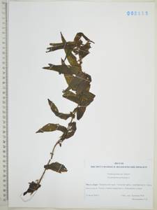 Рдест пронзеннолистный, Рдест стеблеобъемлющий L., Сибирь, Дальний Восток (S6) (Россия)