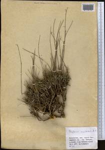 Володушка высокая M.Bieb., Средняя Азия и Казахстан, Памир и Памиро-Алай (M2) (Узбекистан)