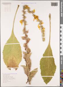 Коровяк лекарственный L., Кавказ, Краснодарский край и Адыгея (K1a) (Россия)