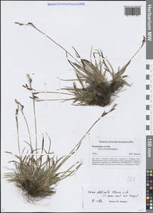 Осока изящная, Осока нежная C.B.Clarke, Сибирь, Алтай и Саяны (S2) (Россия)