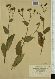 Hieracium verbascifolium subsp. menthifolium (Arv.-Touv.) Murr & Zahn, Западная Европа (EUR) (Франция)