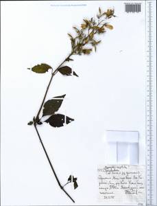 Hypoestes aristata (Vahl) Soland. ex Roem. & Schult., Африка (AFR) (Эфиопия)