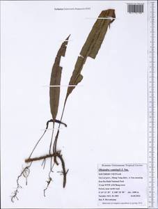 Oleandra cumingii J. Sm., Зарубежная Азия (ASIA) (Вьетнам)