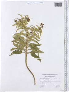 Solanum linnaeanum, Западная Европа (EUR) (Греция)