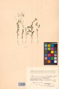 Дескурения Софии (L.) Webb ex Prantl, Восточная Европа, Нижневолжский район (E9) (Россия)