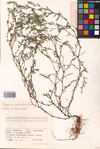 Спорыш незамечаемый, Спорыш незамеченный Besser, Восточная Европа, Центральный лесостепной район (E6) (Россия)