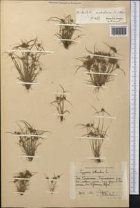 Сыть Микели, Дихостилис Микели (L.) Delile, Средняя Азия и Казахстан, Прикаспийский Устюрт и Северное Приаралье (M8) (Казахстан)