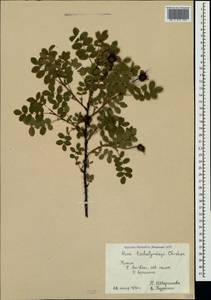 Шиповник колючейший, Шиповник бедренцелистный L., Крым (KRYM) (Россия)