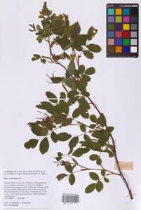 Шиповник майский Herrm., Восточная Европа, Московская область и Москва (E4a) (Россия)