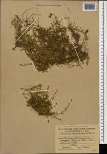 Диходон ясколковый (L.) Rchb., Кавказ, Южная Осетия (K4b) (Южная Осетия)