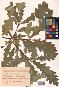 Дуб черешчатый, Дуб обыкновенный L., Восточная Европа, Центральный лесостепной район (E6) (Россия)