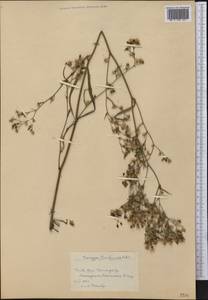 Erigeron floribundus (Kunth) Sch. Bip., Америка (AMER) (Куба)
